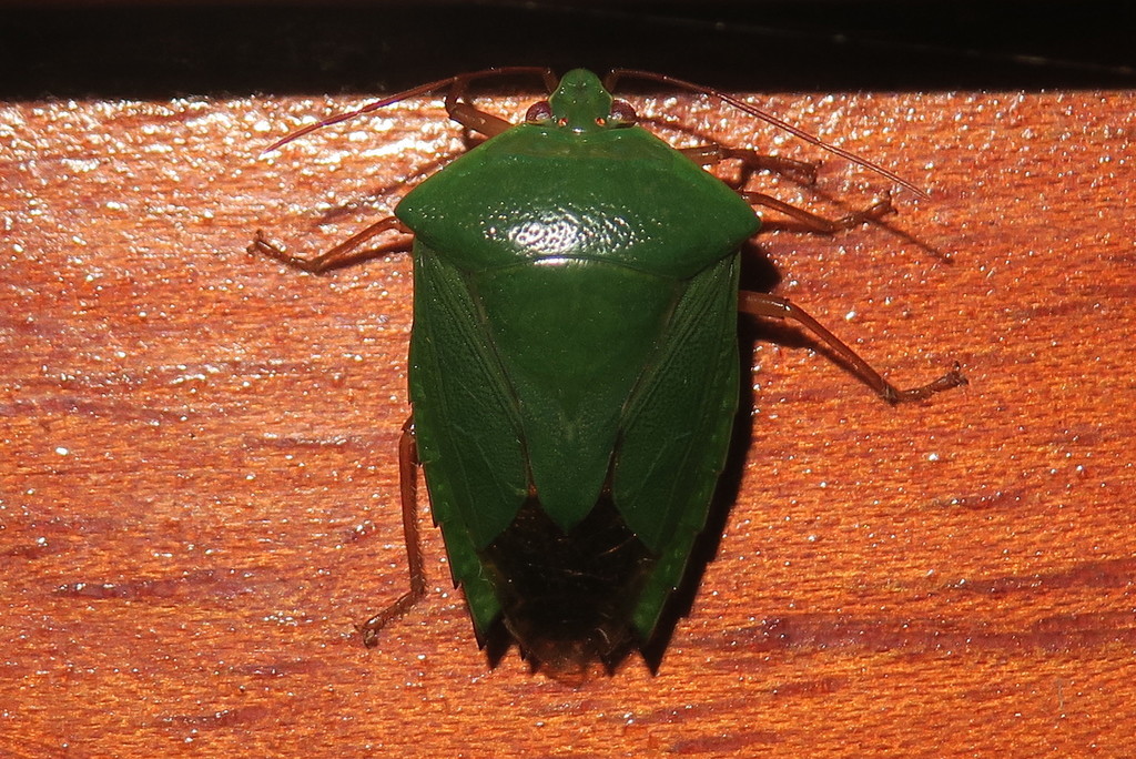 Pantochlora