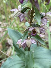 Epipactis helleborine tremolsii