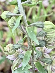Epipactis helleborine tremolsii