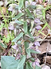 Epipactis helleborine tremolsii