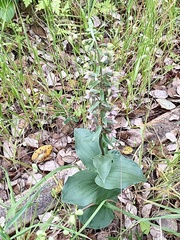 Epipactis helleborine tremolsii