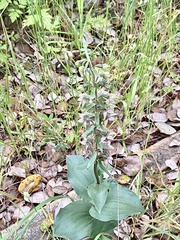 Epipactis helleborine tremolsii