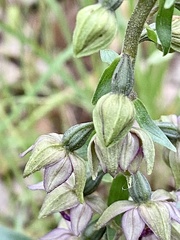 Epipactis helleborine tremolsii