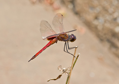 Tramea transmarina