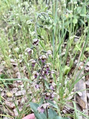 Epipactis helleborine tremolsii