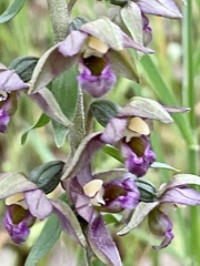 Epipactis helleborine tremolsii