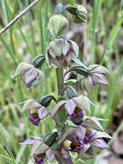 Epipactis helleborine tremolsii
