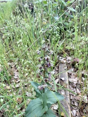 Epipactis helleborine tremolsii