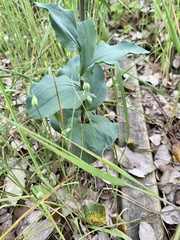 Epipactis helleborine tremolsii