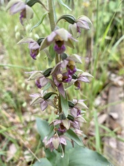 Epipactis helleborine tremolsii