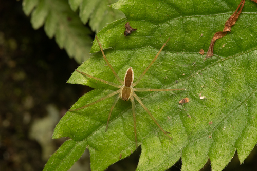 Dolomedes silvicola