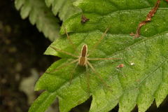 Dolomedes silvicola