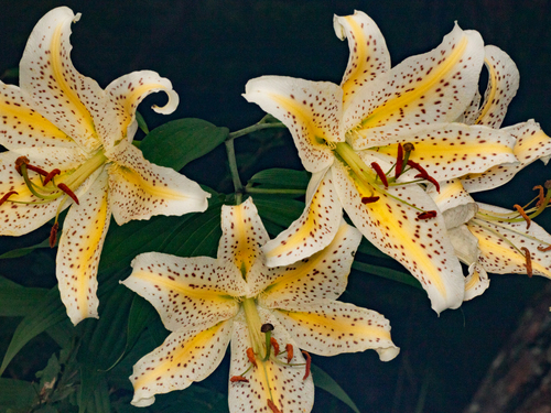 Lilium auratum iNat (3)