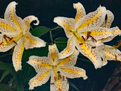 Lilium auratum