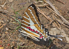 Graphium nomius