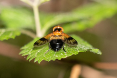 Volucella tabanoides