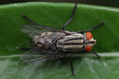 Diptera