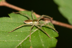 Dolomedes silvicola