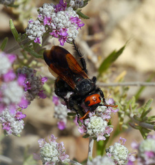 Megascolia bidens