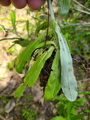 Gamochaeta chionesthes