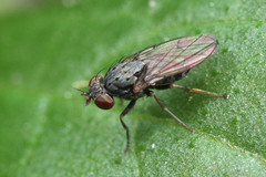 Diptera