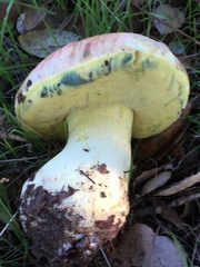 Butyriboletus querciregius