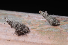 Lepidoptera