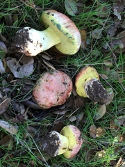 Butyriboletus querciregius
