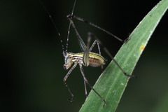 Orthoptera