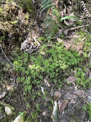 Leucolepis