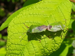 Palomena viridissima