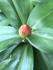 Costus scaber