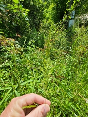 Sphenopholis obtusata