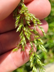 Sphenopholis obtusata