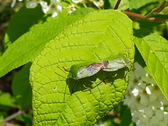 Palomena viridissima