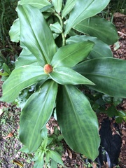 Costus scaber