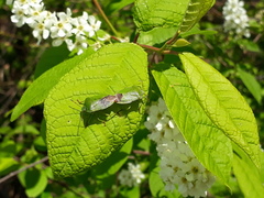 Palomena viridissima