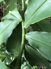 Costus scaber