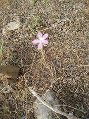 Dianthus strictus