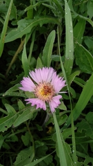 Leptopalpus rostratus