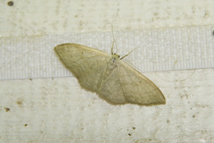 Idaea straminata