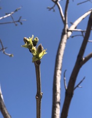 Gymnocladus dioicus