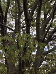 Zelkova