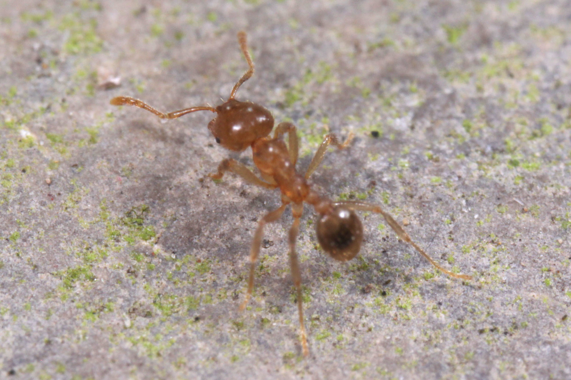 Lophomyrmex