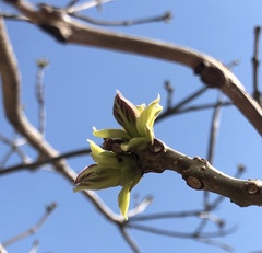 Gymnocladus dioicus