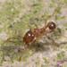 Lophomyrmex - Photo (c) Franz Anthony, some rights reserved (CC BY-NC), uploaded by Franz Anthony
