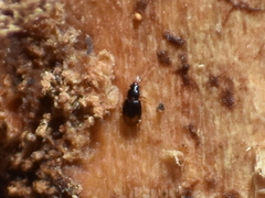 Mioptachys flavicauda