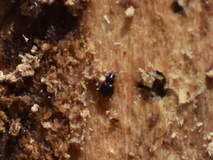 Mioptachys flavicauda