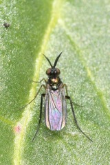 Rhaphium