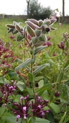 Nonea vesicaria